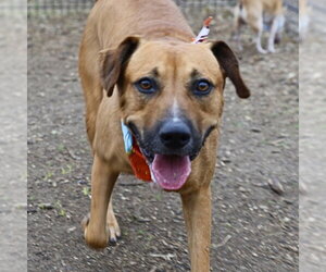 American Staffordshire Terrier-Unknown Mix Dogs for adoption in San Antonio, TX, USA