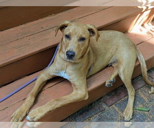 Treeing Walker Coonhound-Unknown Mix Dogs for adoption in Dedham, MA, USA