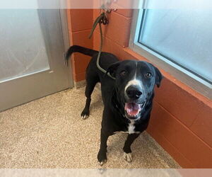 Great Dane-Labrador Retriever Mix Dogs for adoption in Pueblo, CO, USA