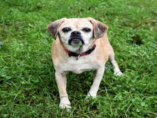 Puggle Dogs for adoption in Westminster, MD, USA