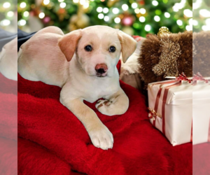 Boxador Dogs for adoption in Vail, AZ, USA