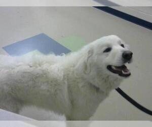 Great Pyrenees Dogs for adoption in Fort Wayne, IN, USA
