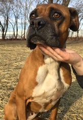 Boxer Dogs for adoption in Wheaton, IL, USA
