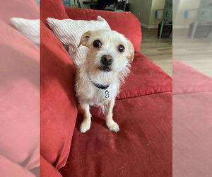 Mutt Dogs for adoption in Sandy, UT, USA