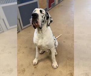 Great Dane Dogs for adoption in Fort Collins, CO, USA