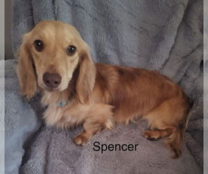 Dachshund-Unknown Mix Dogs for adoption in Colorado Springs, CO, USA