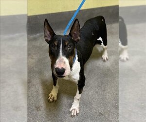 Bull Terrier Dogs for adoption in Forestville, MD, USA