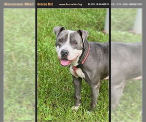 Mutt Dogs for adoption in Benton, PA, USA