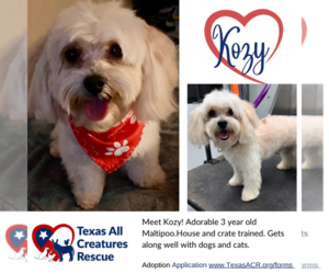Maltipoo Dogs for adoption in Lillian, TX, USA