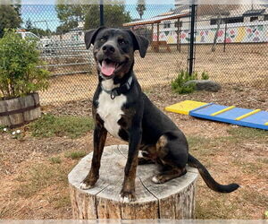 Catahoula Leopard Dog-Unknown Mix Dogs for adoption in Santa Cruz, CA, USA