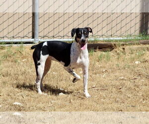 German Shorthaired Pointer-Unknown Mix Dogs for adoption in El Centro, CA, USA