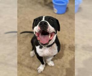 American Pit Bull Terrier-Unknown Mix Dogs for adoption in Ojai, CA, USA