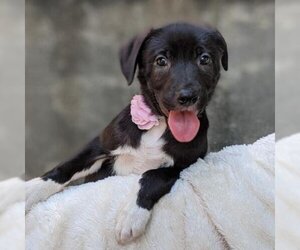 Labrador Retriever Dogs for adoption in Helena, AL, USA