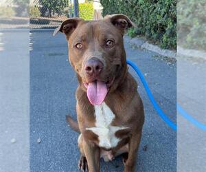 German Shepherd Dog-Unknown Mix Dogs for adoption in Camarillo, CA, USA