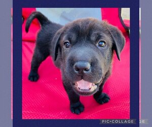 Labrador Retriever-Unknown Mix Dogs for adoption in Mankato, MN, USA