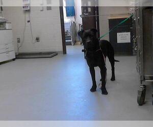 Mutt Dogs for adoption in Fayetteville, NC, USA