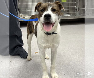 Mutt Dogs for adoption in Washington, DC, USA