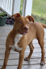 Mutt Dogs for adoption in Waynesboro, GA, USA