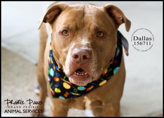 American Pit Bull Terrier-Unknown Mix Dogs for adoption in Grand Prairie, TX, USA