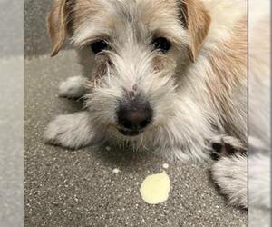 Mutt Dogs for adoption in Las Vegas, NV, USA