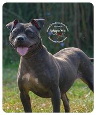 Staffordshire Bull Terrier Dogs for adoption in Batavia, OH, USA