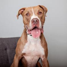 Boxer Dogs for adoption in Mission Hills, CA, USA