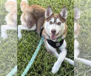 Siberian Husky Dogs for adoption in Royal Palm Beach, FL, USA