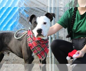 Mutt Dogs for adoption in Abbeville, LA, USA