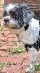 Shih Tzu Dogs for adoption in Glenwood, GA, USA