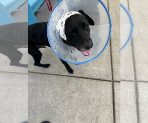 Labrador Retriever-Unknown Mix Dogs for adoption in San Diego, CA, USA