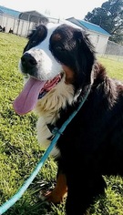 Bernese Mountain Dog Dogs for adoption in Pacolet, SC, USA