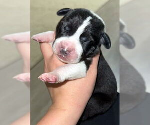 Basset Hound-Unknown Mix Dogs for adoption in Deepwater, NJ, USA