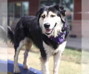 Huskies -Unknown Mix Dogs for adoption in San Antonio, TX, USA