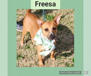 Chiweenie Dogs for adoption in New Orleans, LA, USA