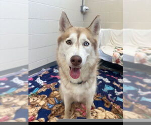 Siberian Husky Dogs for adoption in Fort Wayne, IN, USA