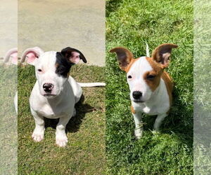 Mutt Dogs for adoption in Jackson Township, NJ, USA