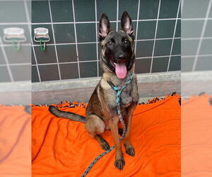 Mutt Dogs for adoption in Rancho Cucamonga, CA, USA