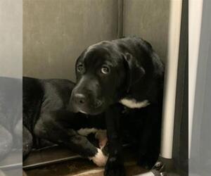 Labrador Retriever-Unknown Mix Dogs for adoption in Conroe, TX, USA
