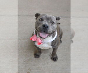 American Pit Bull Terrier-Unknown Mix Dogs for adoption in McKinney, TX, USA