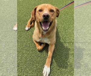 German Shepherd Dog-Unknown Mix Dogs for adoption in Fayetteville, NC, USA