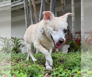 Dachshund Dogs for adoption in Weston, FL, USA