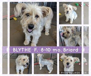 Briard Dogs for adoption in Mesa, AZ, USA