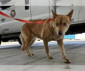 Siberian Husky Dogs for adoption in Bakersfield, CA, USA