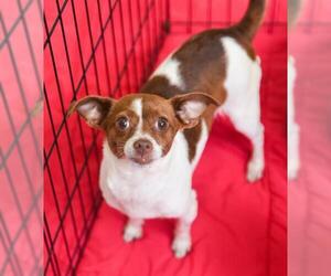 Chihuahua-Unknown Mix Dogs for adoption in Chattanooga, TN, USA