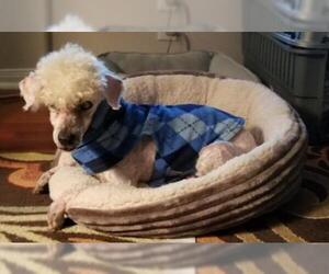 Poodle (Miniature) Dogs for adoption in Rosenberg, TX, USA