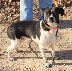 Buggs Dogs for adoption in Dickson, TN, USA
