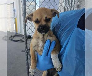 Chug Dogs for adoption in Bakersfield, CA, USA