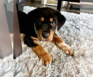 Mutt Dogs for adoption in Palatine/Kildeer/Buffalo grove, IL, USA