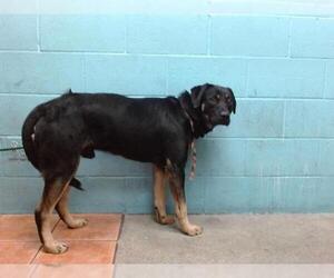 German Shepherd Dog Dogs for adoption in Downey, CA, USA