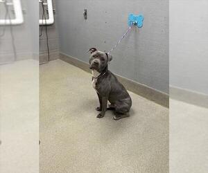 Mutt Dogs for adoption in Las Vegas, NV, USA